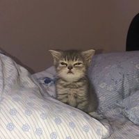 user_profile