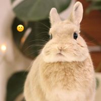 user_profile