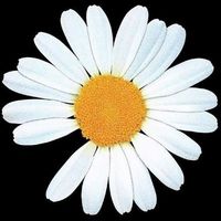 user_profile