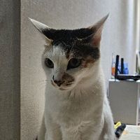 user_profile