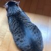 user_profile