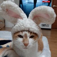 user_profile