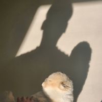user_profile