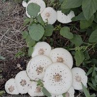 user_profile
