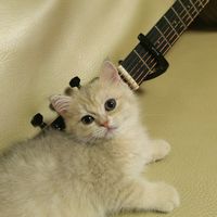 user_profile